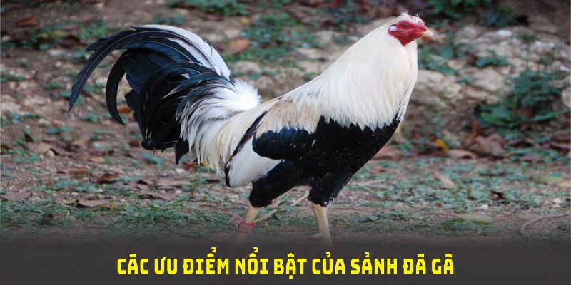 Các ưu điểm nổi bật của sảnh đá gà ONE88