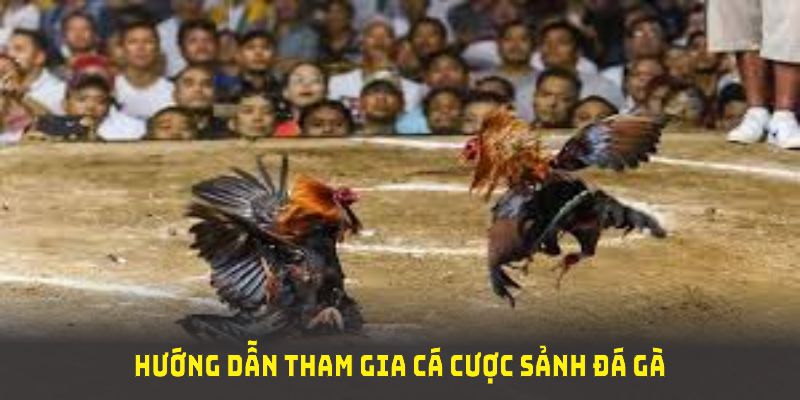 Hướng dẫn tham gia cá cược sảnh đá gà ONE88