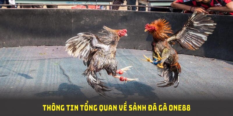 Thông tin tổng quan về sảnh đá gà ONE88